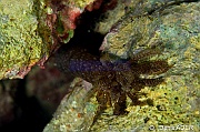 Synapta sp-Pasar wajo Mandarin city-8m-20180602nuit-Denis-ADER-DSC_3508_tn